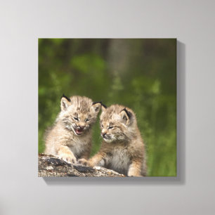 Impressão Em Tela Dois gatinhos do lince de Canadá (lince