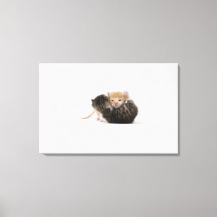 Impressão Em Tela Dois gatinhos que afagam no fundo branco