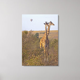 Impressão Em Tela Dois girafas (camelopardalis) do Giraffa, Masai