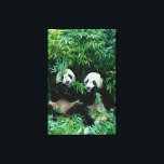 Impressão Em Tela Dois pandas comendo bambu juntos, Wolong<br><div class="desc">COPYRIGHT Keren Su / SuperStock.com | AS07 KSU1111.jpg | Dois pandas comendo bambu juntos, Wolong, Sichuan, China</div>