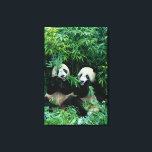 Impressão Em Tela Dois pandas comendo bambu juntos, Wolong<br><div class="desc">COPYRIGHT Keren Su / SuperStock.com | AS07 KSU1111.jpg | Dois pandas comendo bambu juntos,  Wolong,  Sichuan,  China</div>
