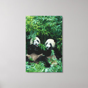 Impressão Em Tela Dois pandas comendo bambu juntos, Wolong, 2