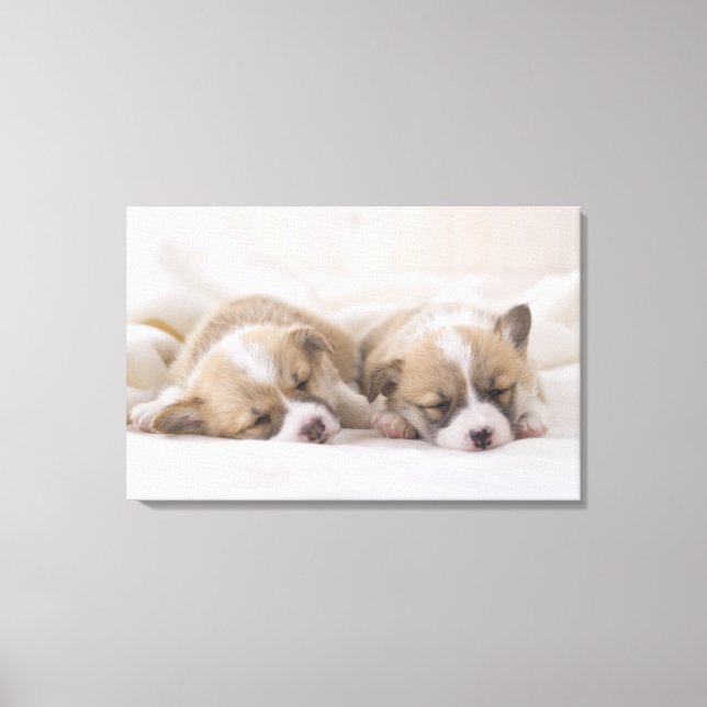 Impressão Em Tela Dois Welsh Corgi Dormindo (Frente)