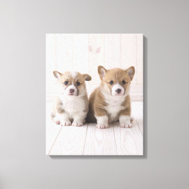 Impressão Em Tela Dois Welsh Corgi Sentados (Frente)
