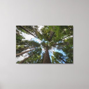 Impressão Em Tela dossel da árvore Douglas Fir
