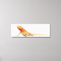 Dragão com barba sem grão de SilkBacks - Pogona