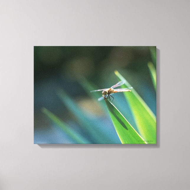 Impressão Em Tela Dragonfly 2 (Frente)
