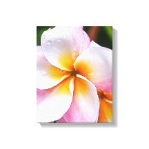 Dream Palette:  franjipani flower