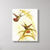 Duas Aves Hummingbird Coloridas Projetando para a 
