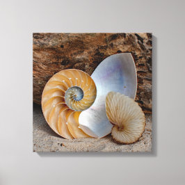Impressão Em Tela Duas Conchas de Nautilus