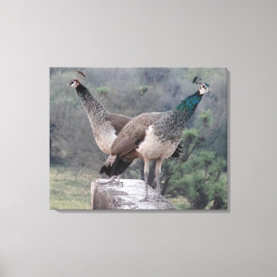 Impressão Em Tela Duas Fêmeas Possuindo Graciosamente Fotografia