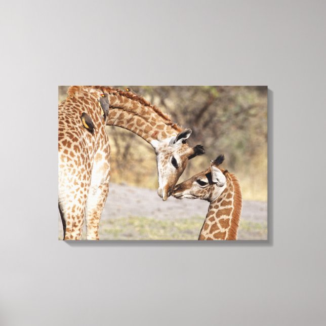 Impressão Em Tela Duas jovens girafas (Frente)