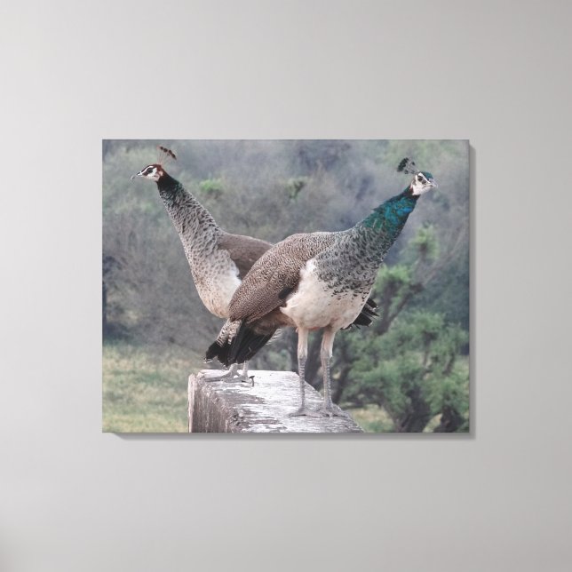 Impressão Em Tela Duas Mulheres Peafowls Possuindo Uma Fotografia Gr (Frente)