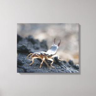 Impressão Em Tela earwig, dermaptera