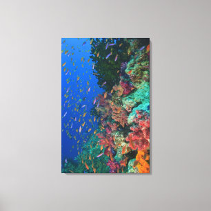 Impressão Em Tela Educando Basslets feericamente (Pseudanthias