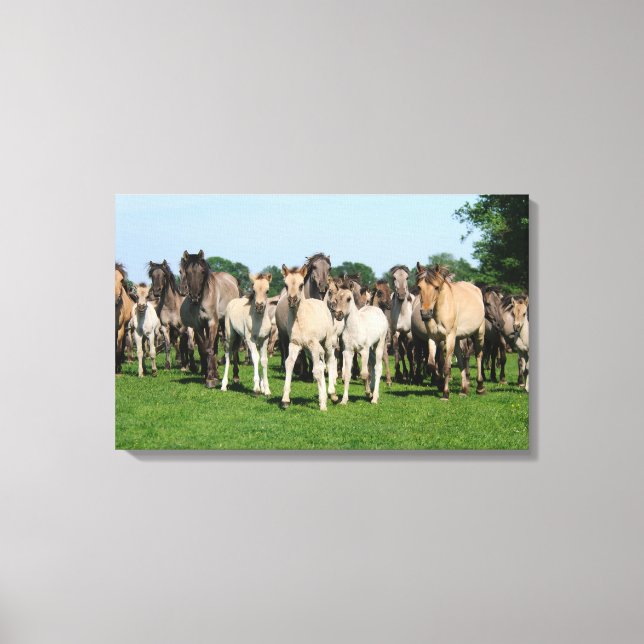 Impressão Em Tela Efetivo selvagem de Pôneis Duelmen com potros. (Frente)