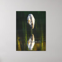Egret branco de Excelente pacífico com reflexo