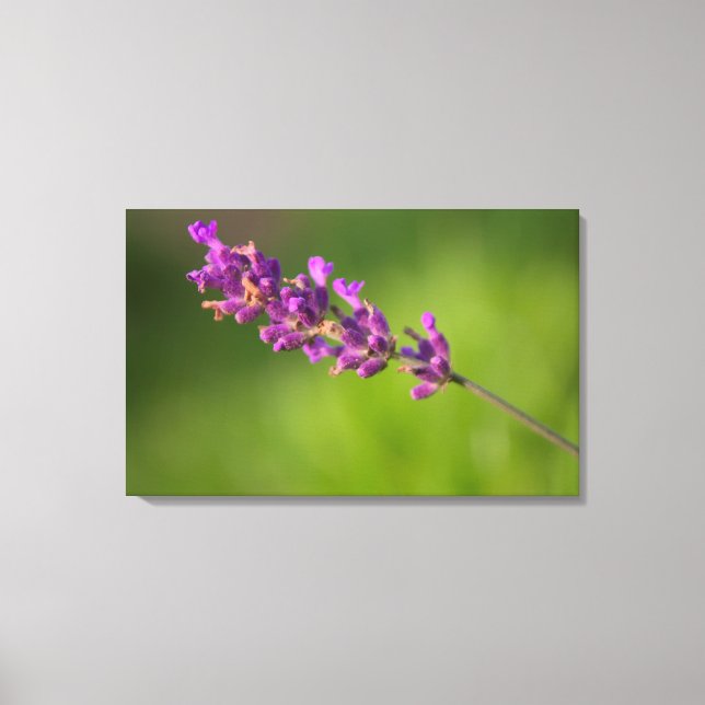 Impressão Em Tela Ein Gefühl von Lavendel (Frente)