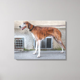 Impressão Em Tela Elder Brindle Greyhound