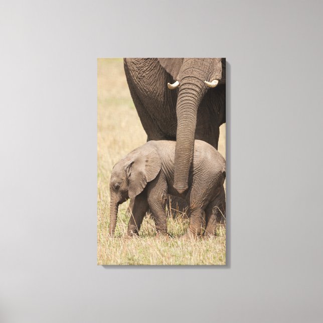 Impressão Em Tela Elefante Africano Bebê com a Mãe (Frente)