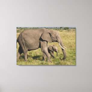 Impressão Em Tela Elefante africano e cria (Loxodonta africana),