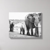 Elefante Africano e Vitelos | Quénia, África