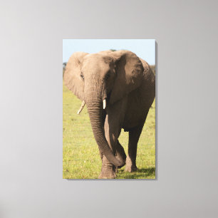 Impressão Em Tela Elefante Africano (Loxodonta Africana), Maasai