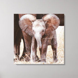 Impressão Em Tela Elefante-bebê afro-branco com mamãe