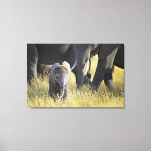 Impressão Em Tela Elefante do bebê