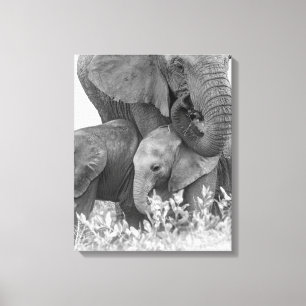 Impressão Em Tela Elefante & duas vitelas   Samburu