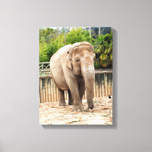 Impressão Em Tela Elefante indiano