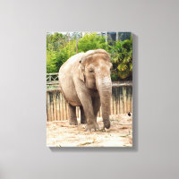 elefante indiano animal