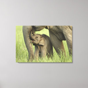 Impressão Em Tela Elefante indiano / asiático e filhote, Corbett