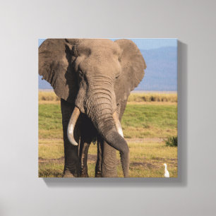 Impressão Em Tela Elefante Procurando