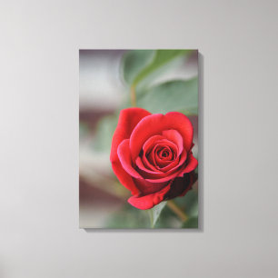 Impressão em Tela Elegância Rosa Vermelha Fotograf