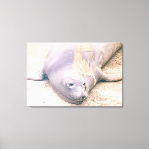 Impressão Em Tela Elephant Seal