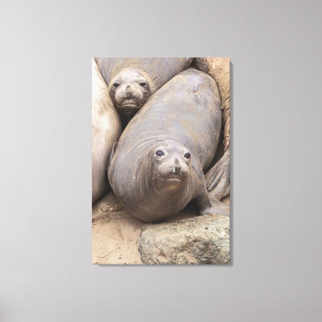 Impressão Em Tela Elephant Seal (Frente)