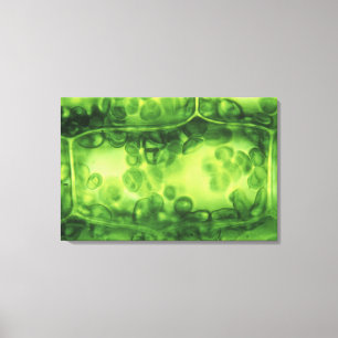 Impressão Em Tela Elodea Planta Celular