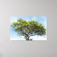 Emerald Canopy: The Coastal Almond Tree