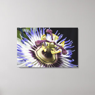 Impressão Em Tela Encerramento de passionflower (MR)