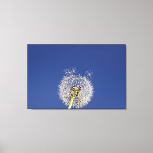 Impressão Em Tela Encerramento de um dandelion (Frente)