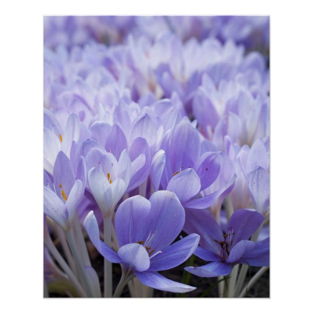 Impressão em Tela Envolta de Crocus (Frente)