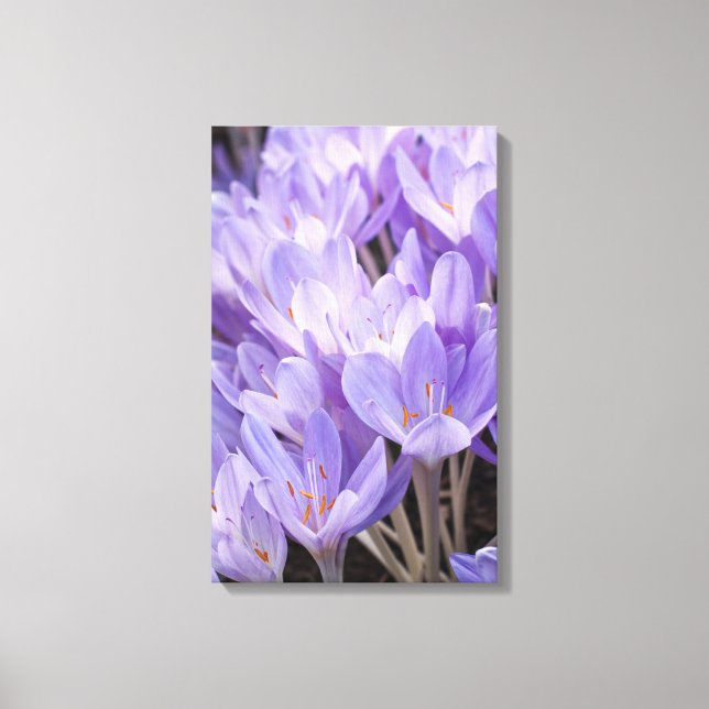 Impressão em Tela Envolta de Crocus (Frente)