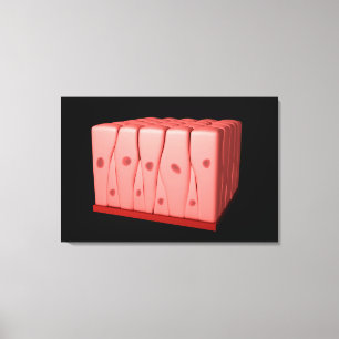 Impressão Em Tela Epithélio Columnar Pseudoestratificado