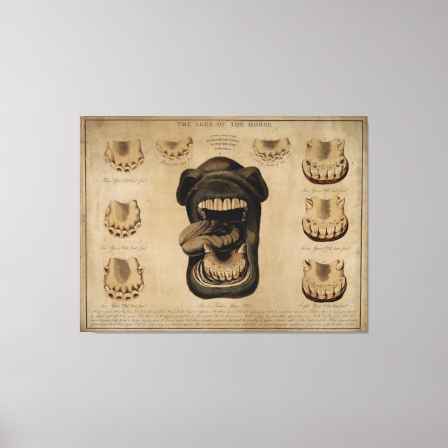 Impressão Em Tela Épocas de Boca-Cavalo Etc. Aquarela (Frente)