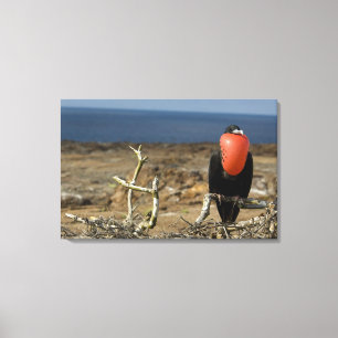 Impressão Em Tela Equador, Galapagos, Ilha Genovesa. Príncipe
