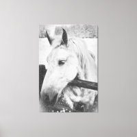 *~* Equino AR22. Cavalo Branco sobre Cerca de Made
