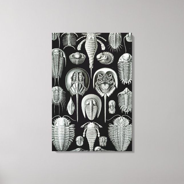 Impressão Em Tela Ernst Haeckel Aspidonia (Frente)