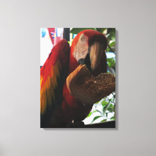 Impressão Em Tela Escarlate do papagaio do Macaw que come o brinde