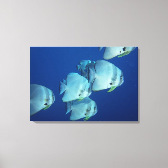 Impressão Em Tela Escola de Peixe (Frente)